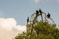 Vultures on the tree branch near Livingston in Guatemala