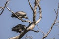 Vultures on the tree Royalty Free Stock Photo