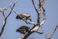 Vultures on the tree Royalty Free Stock Photo