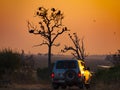 Vultures on a tree at sunrise in the Chobe National Park in Botswana, Africa