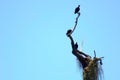 vultures on tree trunk over blue sky