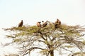 Vultures in tree waiting for rotting carcass, Serengeti Plain, Tanzania Royalty Free Stock Photo