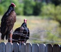 Vultures Royalty Free Stock Photo