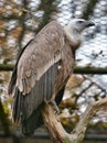 Vultures in the zoo Royalty Free Stock Photo