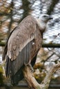Vultures in the zoo Royalty Free Stock Photo