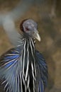 Vulturine guinea fowl