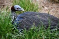 A Vulturine Guinea Fowl Bird Royalty Free Stock Photo