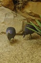 Vulturine guinea Fowl