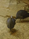 Vulturine guinea Fowl