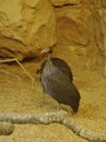 Vulturine guinea Fowl