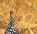 Vulturine Guineafowl Royalty Free Stock Photo