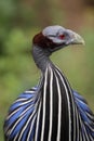 Vulturine guineafowl Royalty Free Stock Photo