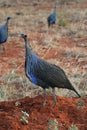 Vulturine Guineafowl Royalty Free Stock Photo