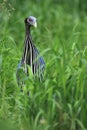 Vulturine guineafowl