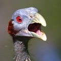 Vulturine Guineafowl Royalty Free Stock Photo