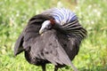 Vulturine guineafowl Royalty Free Stock Photo