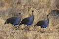 Vulturine Guineafowl, acryllium vulturinum, Adults in Masai Mara Park, Kenya