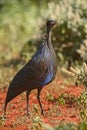 Vulturine Guineafowl - Acryllium vulturinum