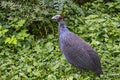 Vulturine guineafowl Acryllium vulturinum