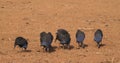 Vulturine Guineafowl, acryllium vulturinum, Group at Samburu Park, Kenya