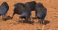 Vulturine Guineafowl, acryllium vulturinum, Group at Samburu Park, Kenya