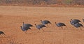 Vulturine Guineafowl, acryllium vulturinum, Group at Samburu Park, Kenya