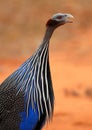 Vulturine guineafowl