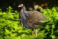 Vulturine guineafowl Acryllium vulturinum standing in the green bush Royalty Free Stock Photo