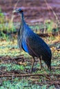 Vulturine Guineafowl