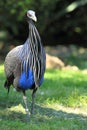 Vulturine guineafowl Royalty Free Stock Photo