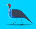 Vulturine guineafowl side view Royalty Free Stock Photo