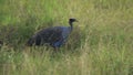 Vulturine Guineafowl Walking On The Grassland In El Karama Lodge, Kenya.- medium