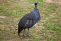 Vulturine guineafowl (Acryllium vulturinum).