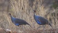 Vulturine Guineafowls in Arid Field Royalty Free Stock Photo