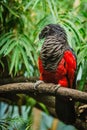 Vulturine parrot, a dark grey and red bird
