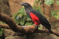 Vulturine parrot