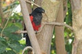 Vulturine parrot