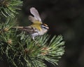 Vuurgoudhaan, Firecrest, Regulus ignicapilla