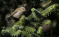 Vuurgoudhaan, Firecrest, Regulus ignicapilla