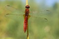 Vuurlibel, Broad Scarlet, Crocothemis erythraea Royalty Free Stock Photo