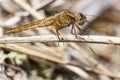 Vuurlibel, Broad Scarlet, Crocothemis erythraea