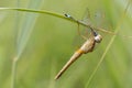 Vuurlibel, Broad Scarlet, Crocothemis erythraea Royalty Free Stock Photo