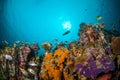 VVarious coral fishes, squirrelfish swimming above coral reefs in Gili, Lombok, Nusa Tenggara Barat, Indonesia underwater photo