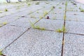 VVegetation popping out from unmaintained concrete floor