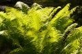 Vvid green fern leaves in garden backlit with sun