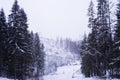 Vview of a snowy road in a Christmas tree forest