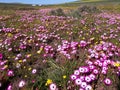 Carpet of vygie flowers, Western Cape, South Africa Royalty Free Stock Photo