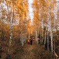 Vyhoda, Ukraine October 29, 2021: a group of teenage schoolchildren walking in a birch park.