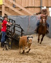 Cowboy roping a calf
