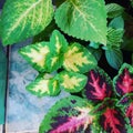 Tipos de Coleus Royalty Free Stock Photo